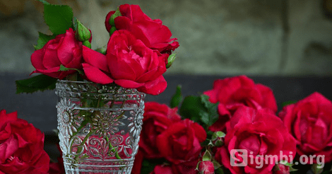 5 Manfaat Bunga Mawar Bagi Kesehatan